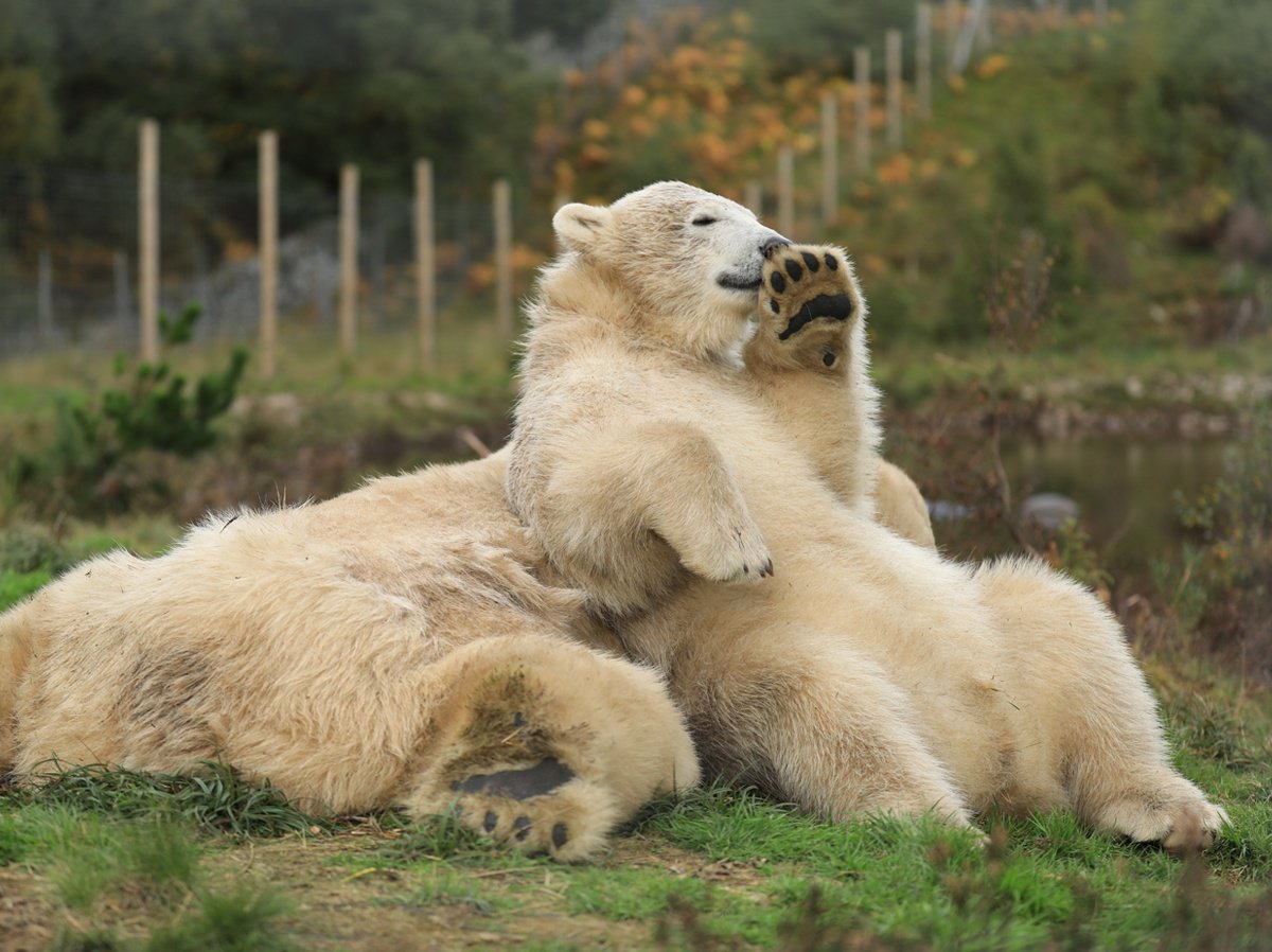 Highland Wildlife Park tweet media