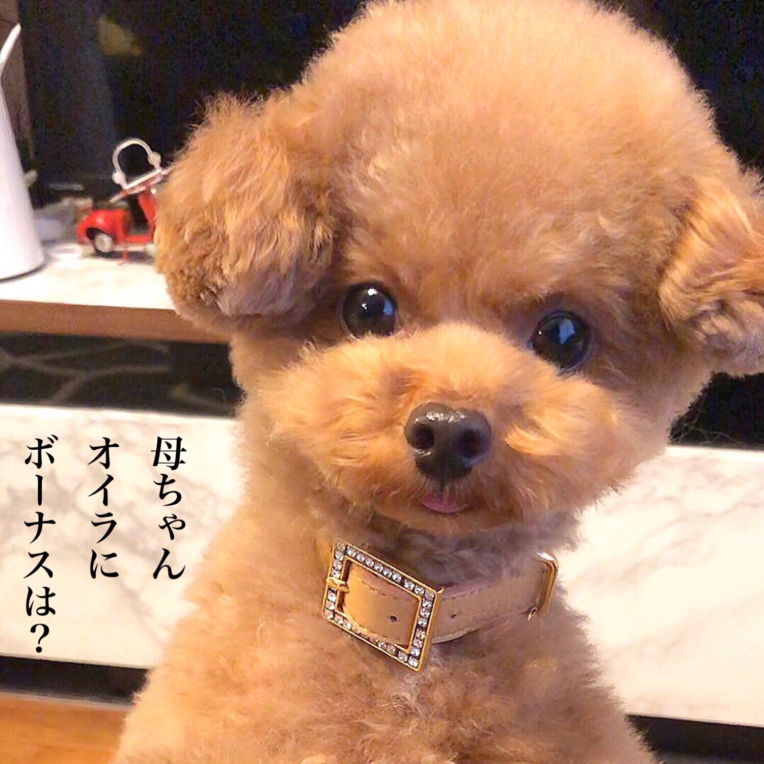 トイプー しらす先輩 Sur Twitter しらすもボーナスが欲しいのです 可愛い 犬 しらす先輩 T Co H8oa4r0uvo Twitter