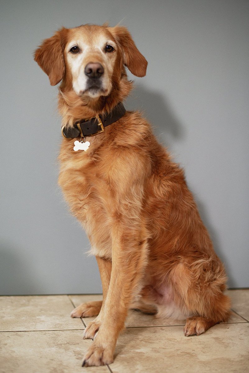 ...and with this handsome one to match. He tried his best! <a href="/RubySky_Events/">Sema Rubins</a> #doglife #pamperedpooch #dogworld #petsoftwitter