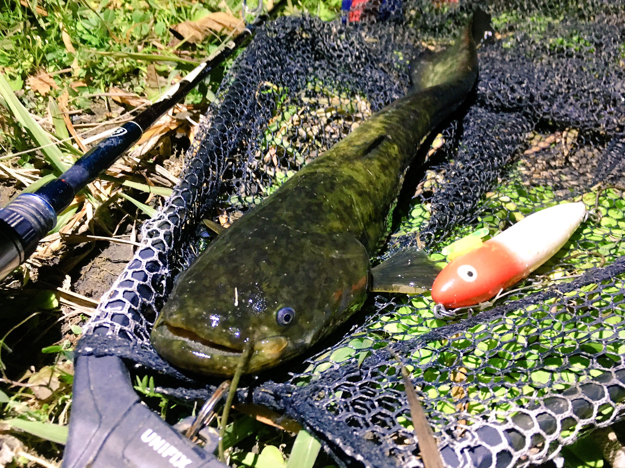 تويتر Cheerful Naru 76 على تويتر やっとね真冬と呼べる寒さの中で冬ナマが愉しめれる 軍団鯰トップ道 鯰通信 氷柱 モレーナ53 ボンバダアグア ボンバダスタイル オールドヘドン 3rd オリジナルザラスプーク ソリ Rh ペンシル 鯰 冬ナマ 冬