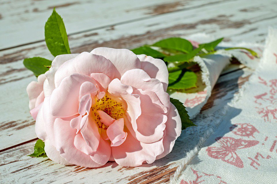 santa_flower's tweet photo. Buy Now!
👉https://t.co/aFigje36x9
#flowerbouquet #floralarrangements #santamonica #samedaydelivery https://t.co/hWb0dWKglO