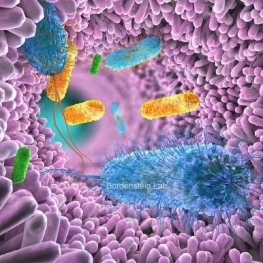 Micropathogene2's tweet image. Gut #microbiome differs among #ethnicities
Changing the gut microbiome to beat illness really does hold great potential, said a biologist, but first scientists must answer what constitutes a healthy gut microbiome and in whom