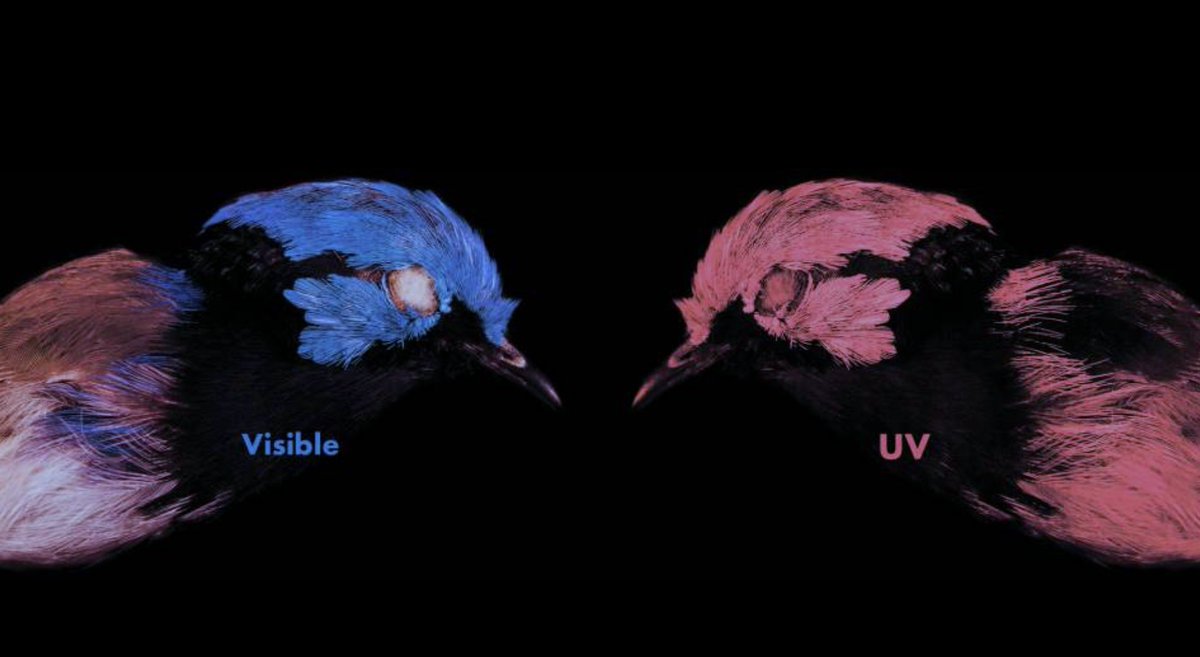 NHM_Digitise's tweet photo. Birds have evolved an extraordinary array of plumage (feather) colours beyond what humans can see, as birds can see light in the ultraviolet range. #ProjectPlumage @macrobirdevol @NHM_Tring https://t.co/a1lzG26XyW