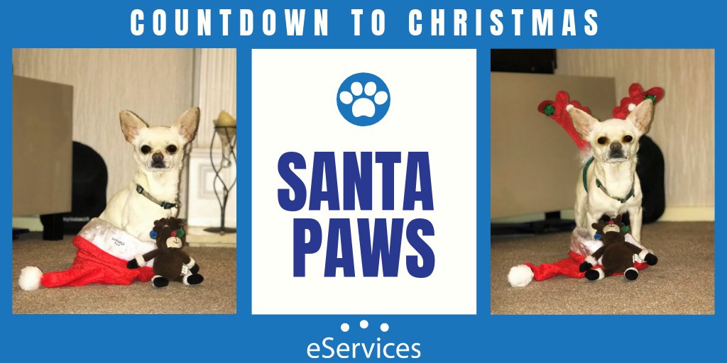 eServices_wton's tweet photo. On the 10th Day of Christmas #eServices sent to you…Santa Paws! 

How cute does Harvey look today? He is loving the attention this year😃 #CountdowntoChristmas https://t.co/J6IxkPJu3R