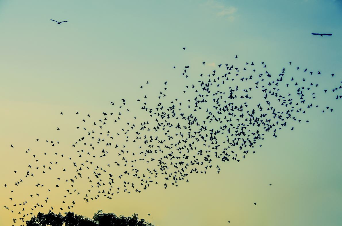 A hidden treasure of the Mediterranean landscape, Finca Serena Mallorca. Opening in spring of 2019.