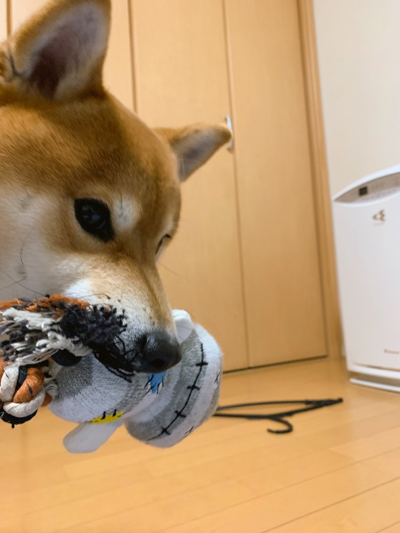 こたろうくん 寒くて布団に入って震えてる飼い主の頭の上に 容赦なくぬいぐるみを落としてくる犬 T Co Vvx2tnbcae Twitter こたろうくん 寒くて布団に入って震えてる飼い主の頭の上に 容赦なくぬいぐるみを落としてくる犬 T Co Vvx2tnbcae Twitter