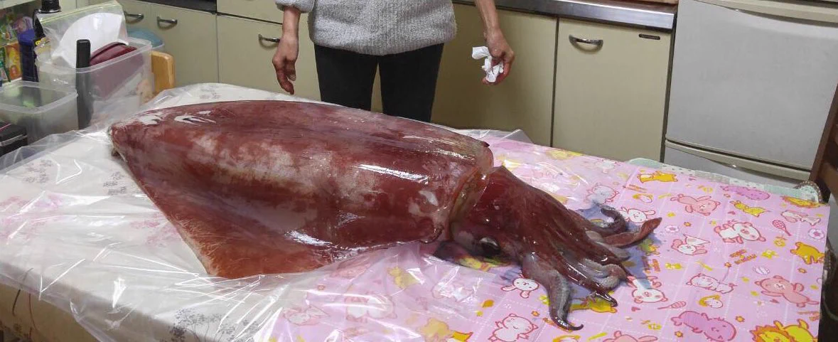 スゴっ！写真を見て驚きwwお父さんの釣ったイカがバケモノ級の大きさだった...
