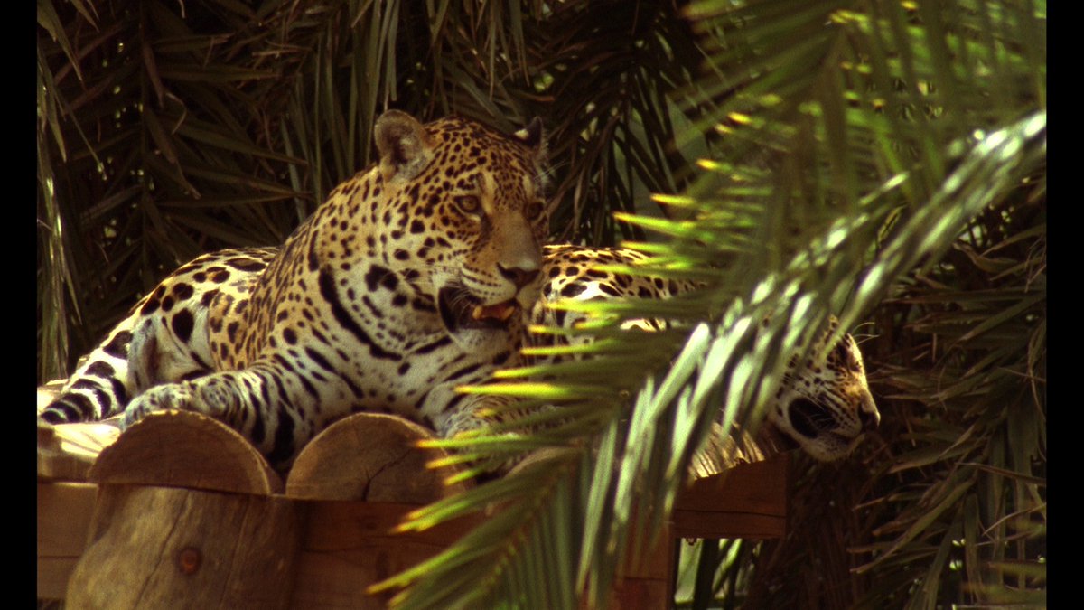 Some people believe the Sun used to be yellow opens 5 Dec, 7-9pm, at <a href="/trafohouse/">Trafó House</a> Budapest with  Julia Crabtree &amp; William Evans, Elena Daminai, Rowena Harris, Adrien Missika, Ana Vaz and curated by Borbala Soos. facebook.com/events/2703552…
trafo.hu/en/trafo_galle…