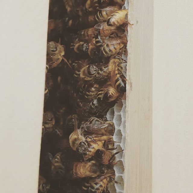 LastResortBrews's tweet photo. Our bees starting work on the first frames I ever made for them!  They are such good bees and have not mentioned the fact I painted the wrong bloody number like an idiot #backyardbees #newbeekeepers #honeybees #apiarist https://t.co/zmZ0P3eXrU https://t.co/0lqYGCDGnk