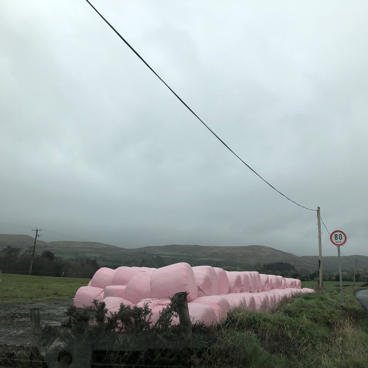 Not many people know that the marshmallow was first harvested in Mallow, County Cork. Seeing the crop come in really brightens up the Irish countryside.
