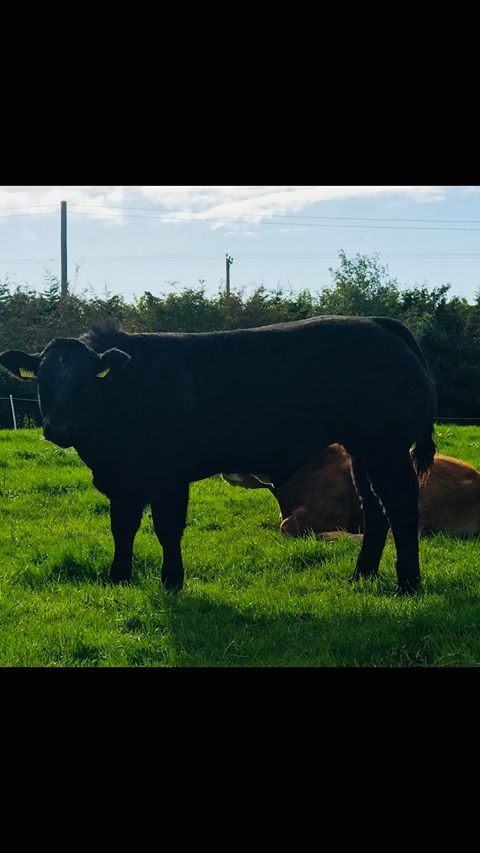 BeefPrestige's tweet photo. Mark McCartan Lodge Hamlet LM4058

 #PrestigeBeef #PGBred #Limousin #IrelandGenetics #AgIE #calving18 #Farm #Sucklers #Agriculture #CountryLife #Cows #CowLife #CowsOfInstagram #ShowLife #ShowCattle #FarmIreland @GenusABS https://t.co/llEC8rmkPW