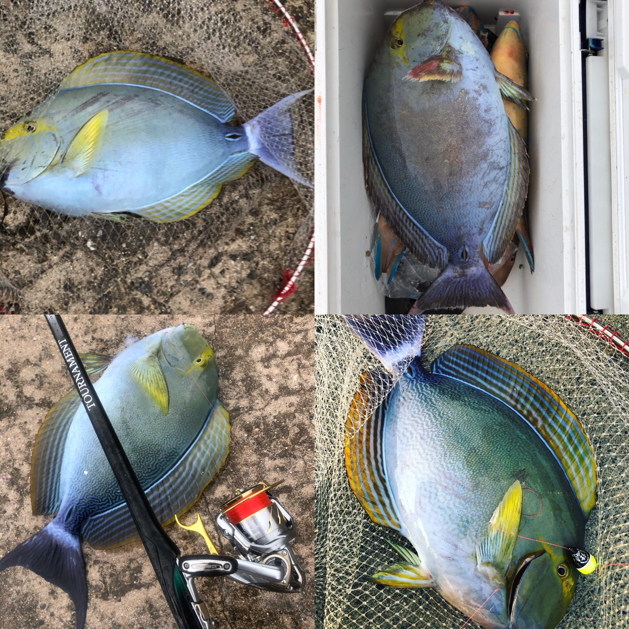 まさじろう 少し早いですが今年の総括 トカジャー 50upも数枚get フカセタマンは流す釣り楽しめた 回遊魚も初のカンパチ 今年から始めたチヌ釣り 沖縄で釣れると思わなかった口太や 今年1のサイズだったアーガイ 来年は