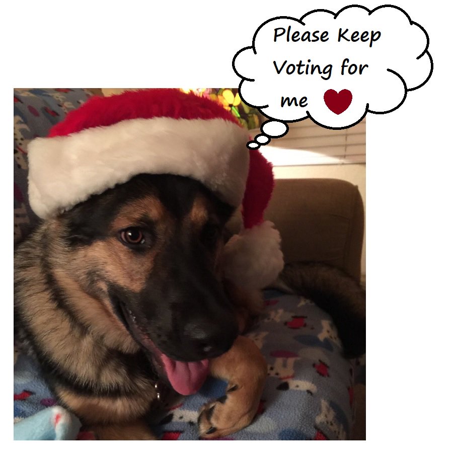 catmom_kathy's tweet photo. Please keep VOTING and RETWEETING until Dec 16th
Can we get 100 votes today for @k9danka
Voting only takes 3 seconds and no email registration
To Vote https://t.co/yFiCF013dq
#femalehandler #femaleK9 #goals #Teamwork https://t.co/2ahdaRd8nx