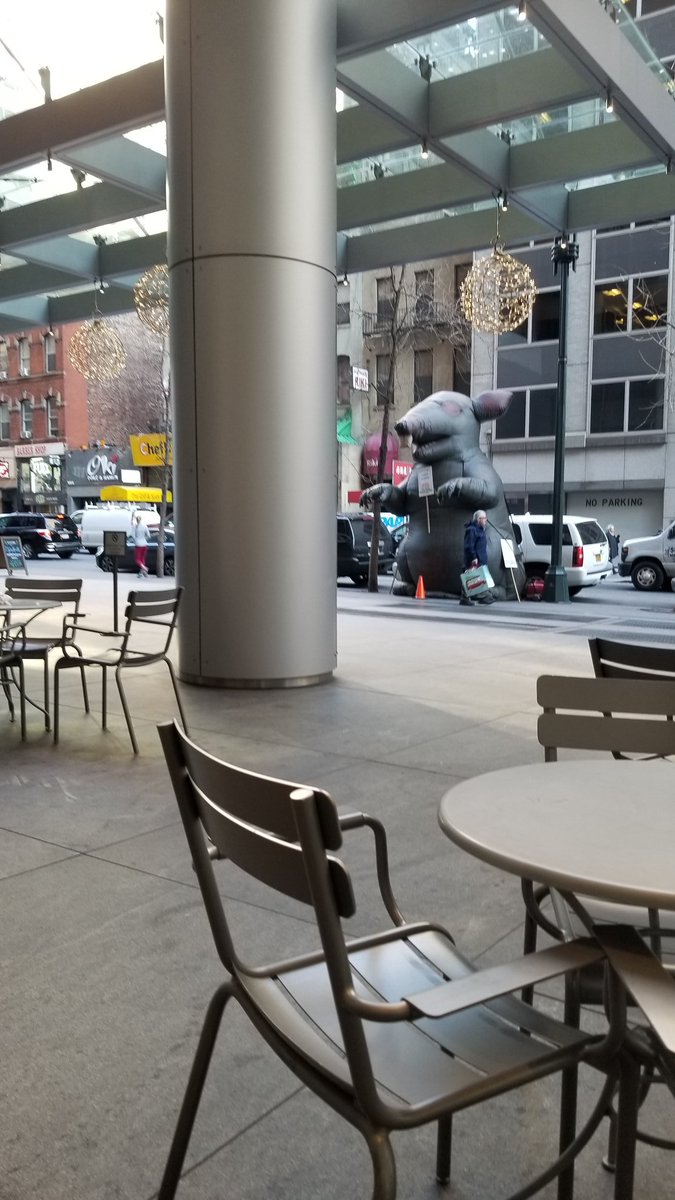 VMACPA's tweet photo. Biggest rat I've ever seen in #NewYork https://t.co/xTYEOGaJAv