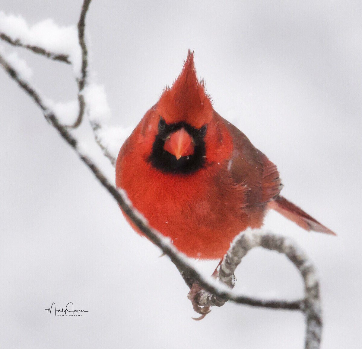 JoynerMarty's tweet photo. @BigweatherABC11 you guys are doing a great job!  Thank you. https://t.co/sCOmOnS2CF