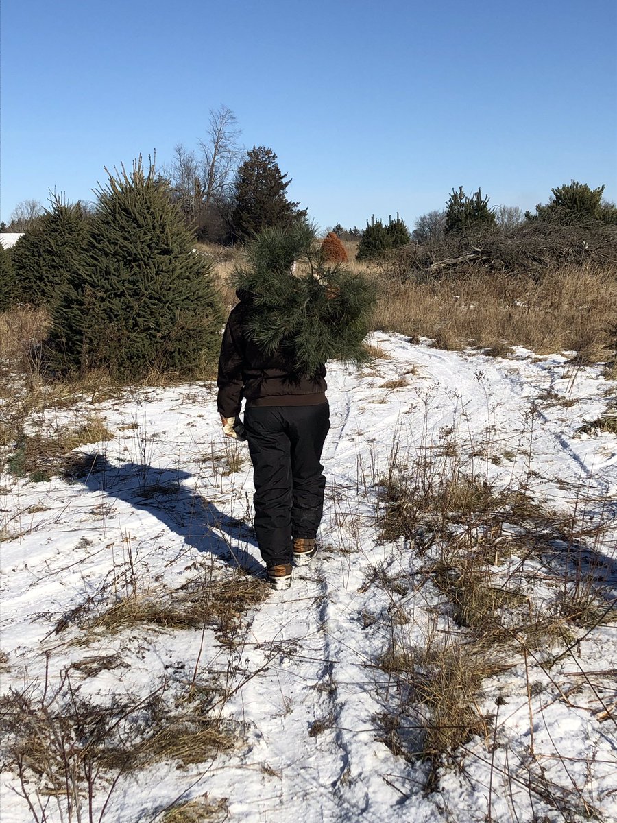 agronomyavocate's tweet photo. Christmas tree hunting was successful with the perfect tree for the barn π#Christmas #barnfun #ontag #farm365 https://t.co/BfE4gt14Oe