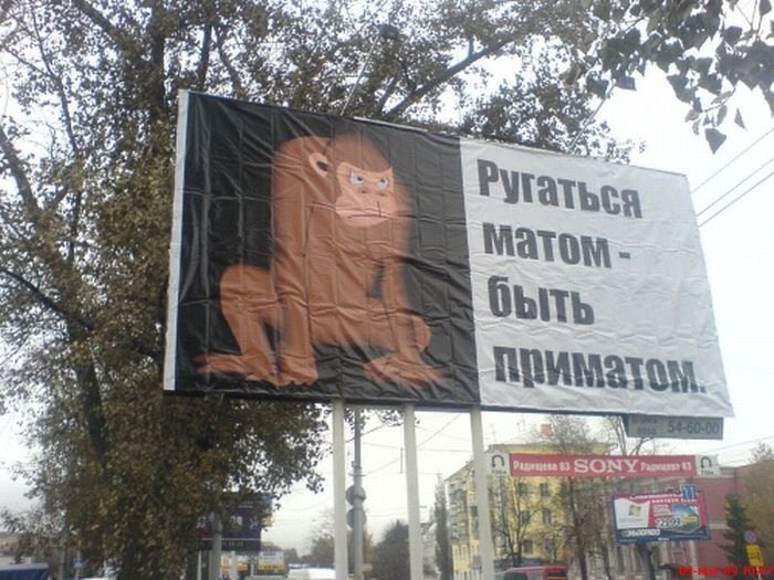 Прикольные маты оскорбления картинки, кошки прикольные картинки