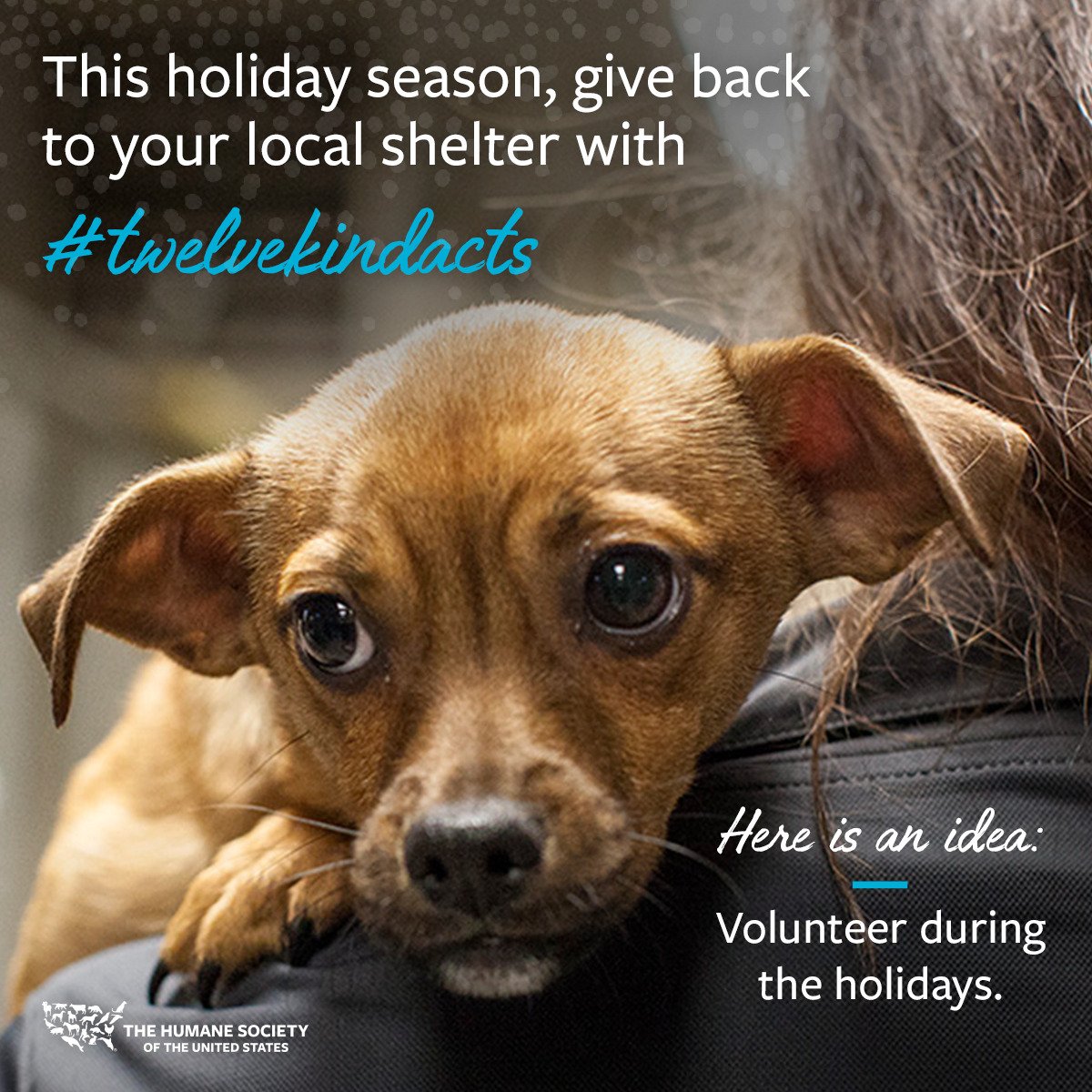 humaneworldorg's tweet image. During winter weather, many animal shelters struggle with power outages, lack of staff, volunteers &amp;amp; very long days. 

Here's how YOU can help! 👇

1. Spread the word if they have an Amazon wish list or help them create one.
2. Donate towels &amp;amp; blankets. 
3. Volunteer! 🐾