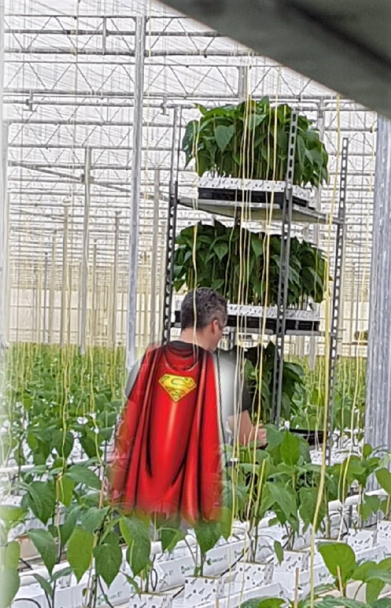 bibolabomba's tweet photo. Poten ging helemaal super man https://t.co/3zEc7wQVAl
