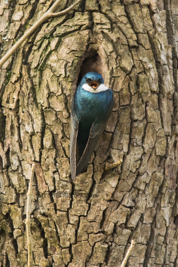 A tree swallow scoping out a potential nesting spot, and defending it.
These are one of my favorite spring birds to see after a long cold winter!
Ridgefield National Wildlife Refuge @USFWSRefuges @USFWSPacific @WildRefuge #Wildliferefuge #treeswallow #birding #photography