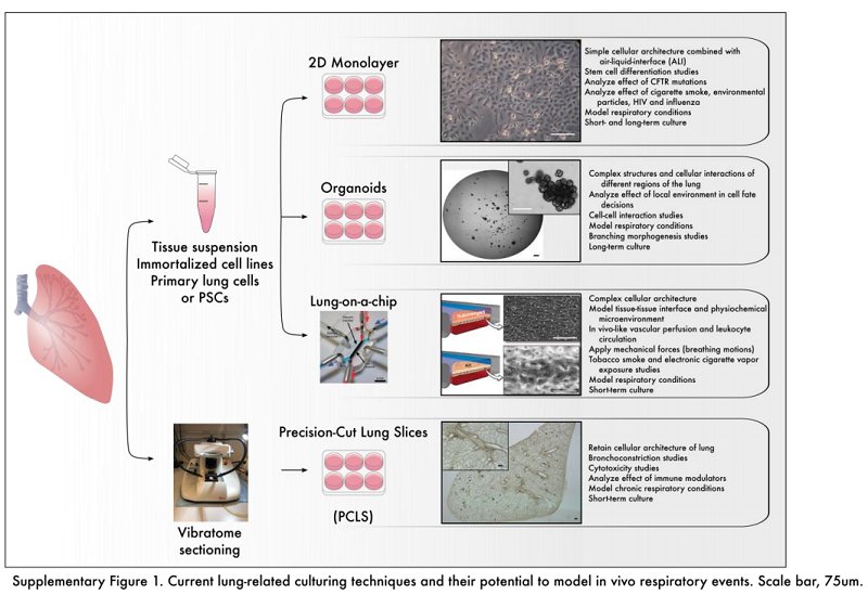 Organoid News (@organoidscience) on Twitter photo New #review article from <a href="/ERSpublications/">ERS publications</a>!
Use of three-dimensional #organoids and lung-on-a-chip methods to study lung development, regeneration and disease. bit.ly/2BQAckd New #review article from <a href="/ERSpublications/">ERS publications</a>!
Use of three-dimensional #organoids and lung-on-a-chip methods to study lung development, regeneration and disease. bit.ly/2BQAckd