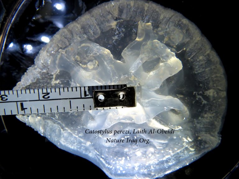 Nature Iraq tweet media