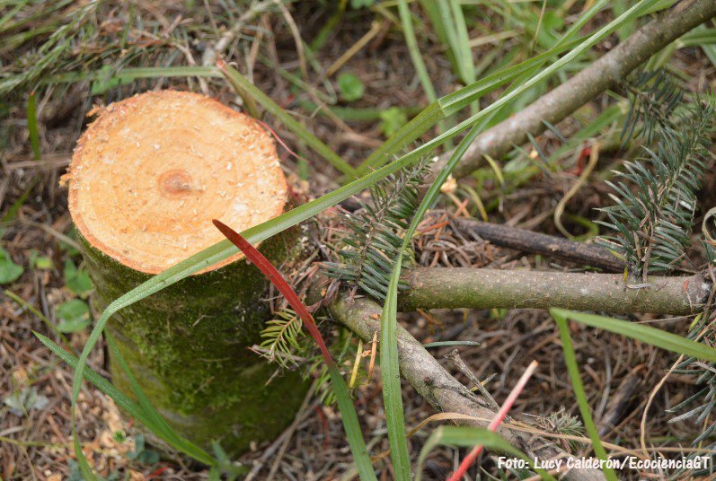 EcocienciaGT's tweet photo. ¿Has escuchado sobre la técnica de manejo forestal conocida como tocón? Lee esta historia y sabrás en qué consiste y cómo su práctica en las plantaciones autorizadas de #pinabetes por @inabguatemala y @CONAPgt contribuye a #conservar #bosques naturales. https://t.co/AoJPHzmP0R https://t.co/Q93pHWLItV
