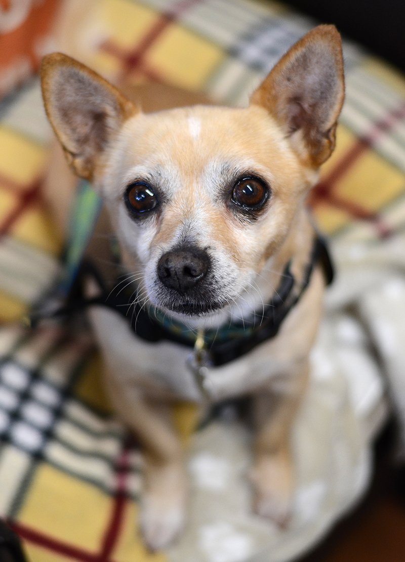 Marin Humane A Twitter Sweet Little Barney Is A Shy Chihuahua Mix Who Needs A Gentle Patient Adopter To Help Him Adjust To His New Life Too Much Change Has Made Him
