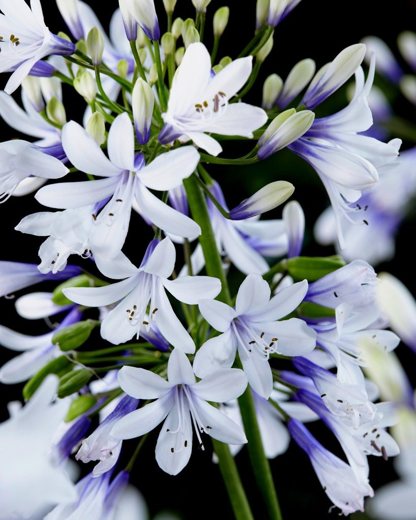 mr_plantgeek's tweet photo. Slightly indulgent? Or a garden must-have? Either way, the Agapanthus 'Twister' is a summer showstopper! Read more about it here: https://t.co/ZNEMvFUa62 #Agapanthus #AgapanthusTwister #PlantFocus #PlantGang https://t.co/LyuHltkHFO