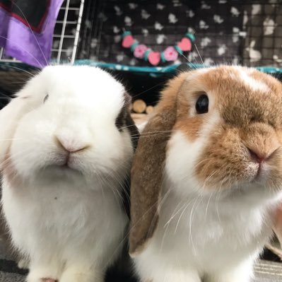 ollieandermie's tweet photo. #NewProfilePic https://t.co/i7JSGebVYL
