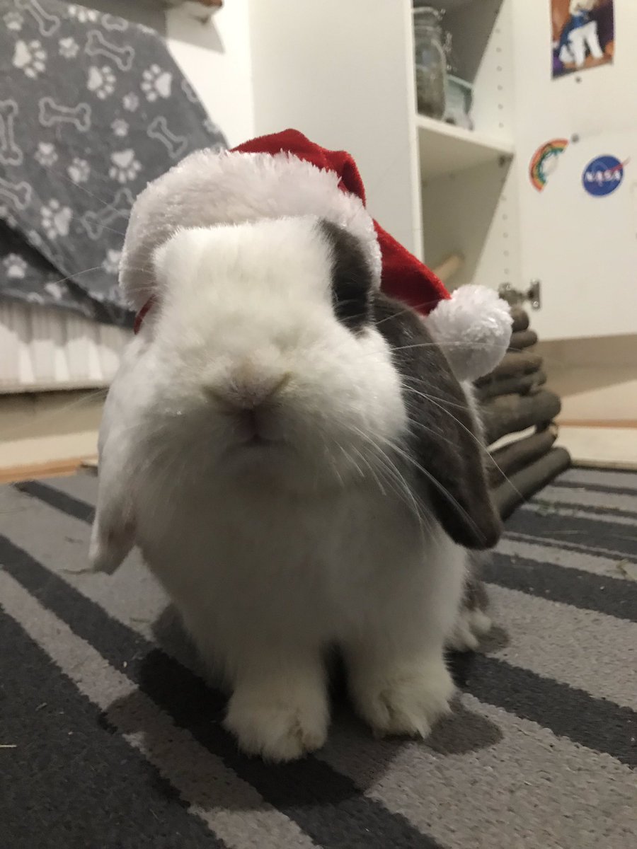 ollieandermie's tweet photo. Mini Christmas hat time 🎅🏼🤶🏻🎄 Better ones coming soon... https://t.co/HhOaWQ7N89