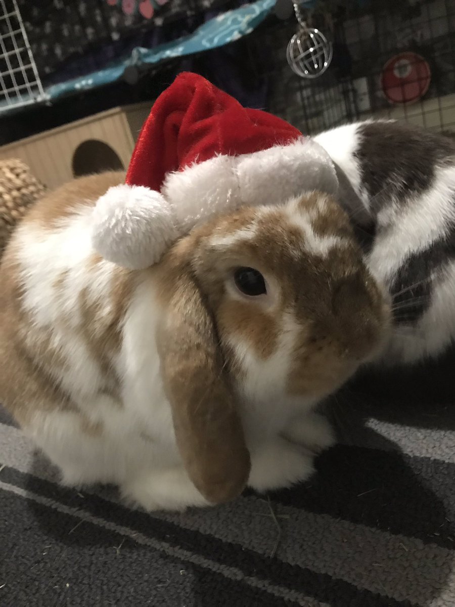 ollieandermie's tweet photo. Mini Christmas hat time 🎅🏼🤶🏻🎄 Better ones coming soon... https://t.co/HhOaWQ7N89