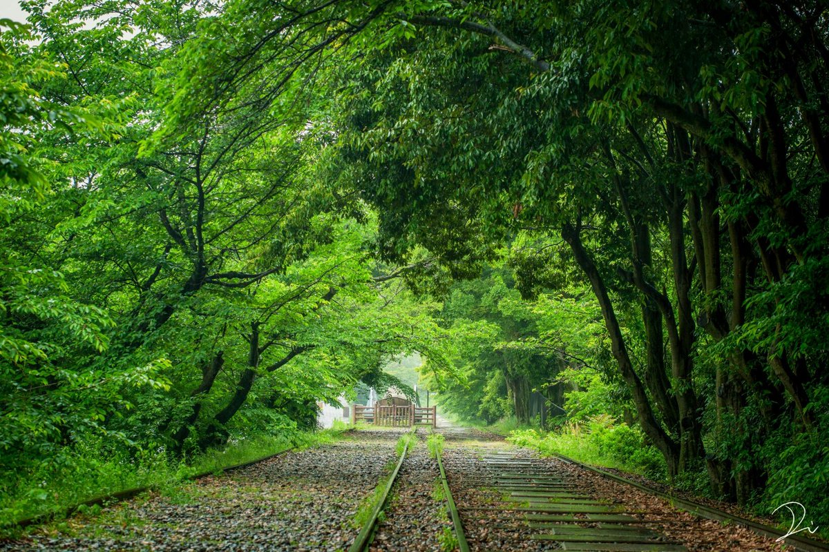 japaninpics's tweet photo. Japan through the seasons | by @usalica https://t.co/DotK9OecSt