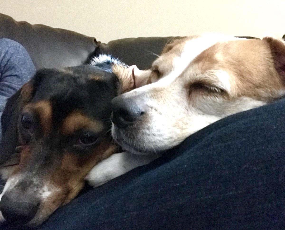 Ruby say is a layzee Monday and we are having the bone us snoozes. I say she can be having my snoozes, I only am wanting the bones but Ruby say it do not be working that ways. Mondays are not very nice, I think