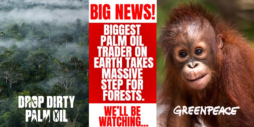 GreenpeaceUK's tweet image. BIG NEWS!

Wilmar - the largest palm oil trader on earth - just published a plan that could break the link between deforestation and palm oil once and for all!

✊🏽✊🏽✊🏽

 What does this mean? 👉🏽 1/4