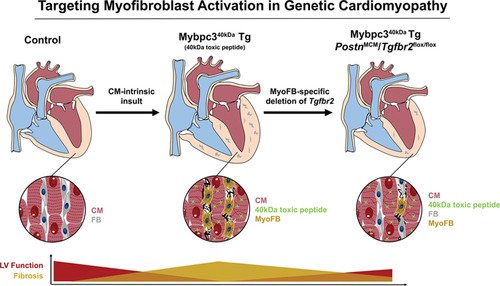 EDITORIAL: The Cardiac #Myofibroblast - From Supporting Cast to Leading Role? ow.ly/1ZIU30mToUC