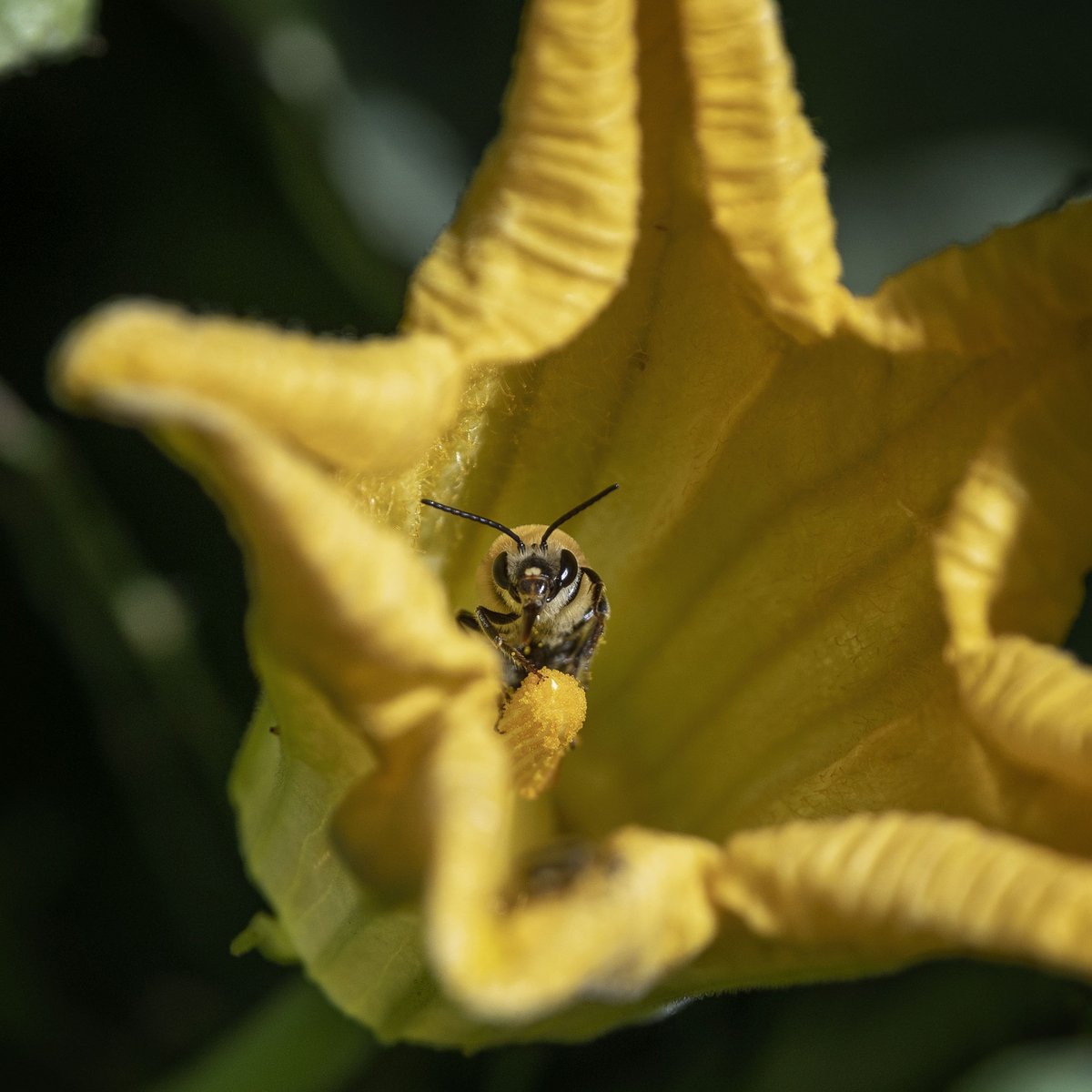 beesponsible's tweet photo. Fill in the blank: The one food I can't live without during the holidays is _________. Do you need to #thankabee for it? #signspointtoyes https://t.co/lafTRPSlPL