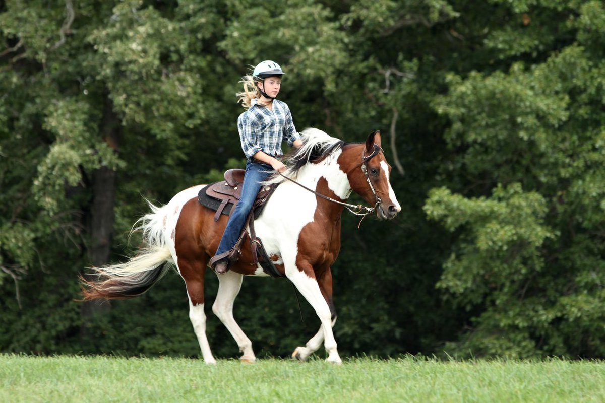 Horserail's tweet photo. “For one to fly, one needs only to take the reins.”  -Melissa James https://t.co/vz5jr7Dkf6