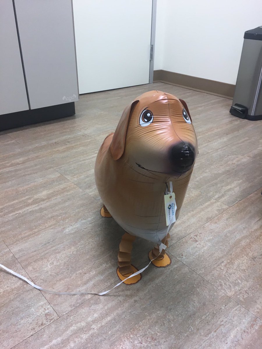 This is Barnaby. He’s a balloon doggo who works at the asthma/allergy clinic. Gets plenty of pats from kids who can’t have a pup of their own. 14/10 you can even take him for a walk