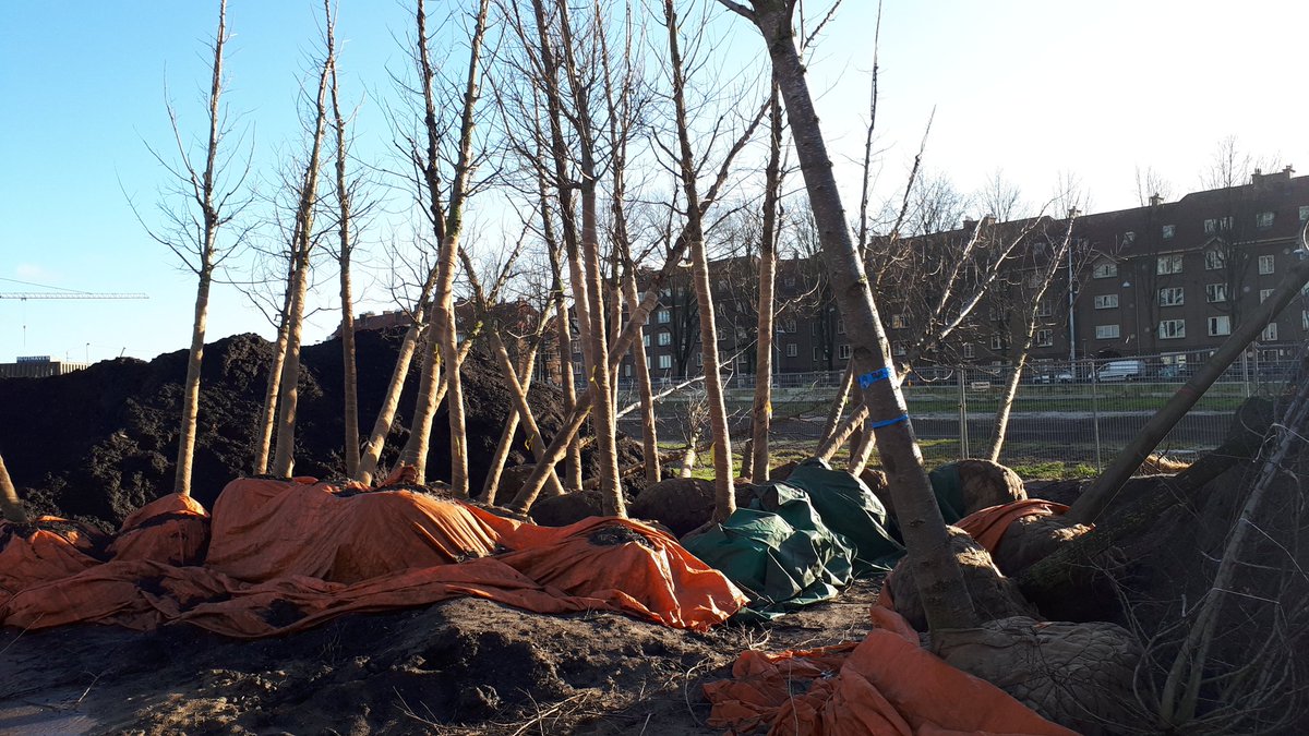 Projectbezoek #Houthaven <a href="/AmsterdamNL/">Gemeente Amsterdam</a>. @btlrealisatie en @btlbomendienst zorgen voor de groene invulling in deze dynamische omgeving. #groenerleven