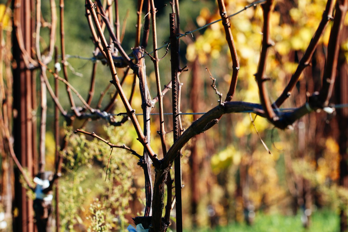 Vines settling down for winter's rest... #dormantvines #mondaymood #sonomachat #winelife