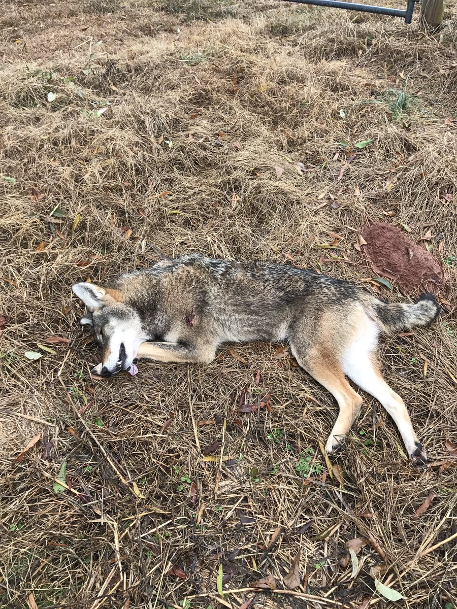 RobbieAngles's tweet image. He was looking for lunch in the wrong place...Hammered‼️