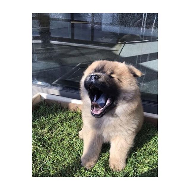 FreshPatch's tweet image. Wake.  Yawn.  Poop. .
#lazymondays #freshpatchPUP #crazyforchows @runathechow ift.tt/2UrKPRA