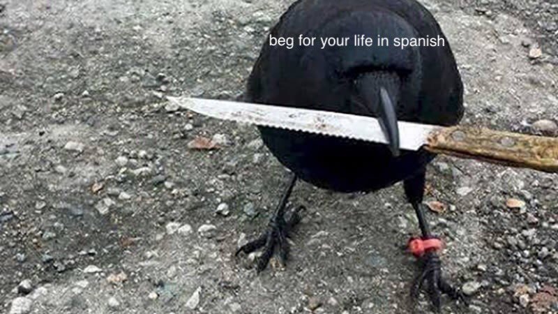 rob (@ghoulcabin) on Twitter photo 12/12/2018 04:34:30 the duolingo bird when i haven’t been active for two days the duolingo bird when i haven’t been active for two days