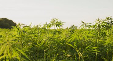 OntAg's tweet image. A Toronto, Ont. cannabis company hopes to be the first grower in Canada to produce the crop in a field: farms.com/ag-industry-ne…