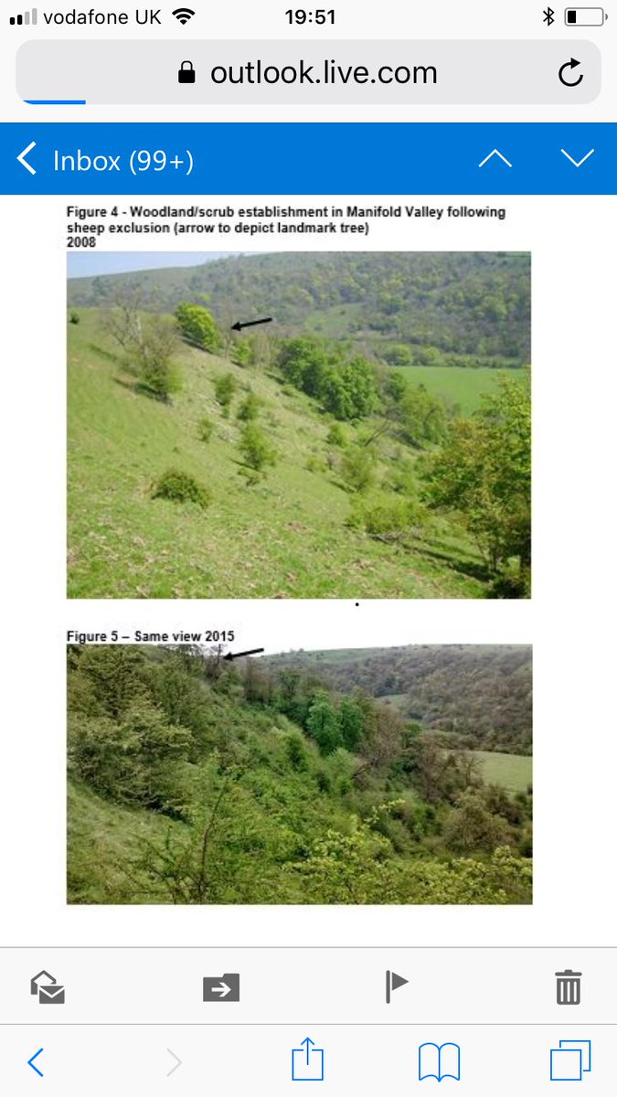 Great things can be achieved by simply removing sheep grazing even over short timescales #woodlandrestoration #naturalregeneration #rewilding #peakdistrict