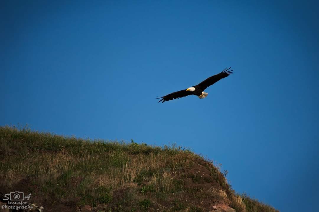 SAinscapePhoto's tweet photo. Hunting

© S&amp;A Inscape Photography 2018

#photography #photographers #nature #naturephotography #eagle #wildlife #wildlifephotography #capebreton #birdIsland #visitcapebreton #flying #beauty #colors #vivid #trending https://t.co/ldxXw4SNrT