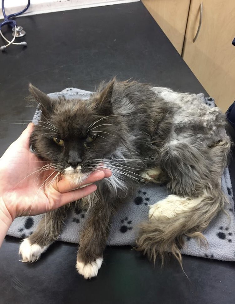 If anyone in #knutsford is missing this lovely old lady. Her microchip says her name is Eleanor. Now at Wright &amp; Morten Small Animal Vets, Macclesfield #lostpet #lostcat please retweet 🙏😻