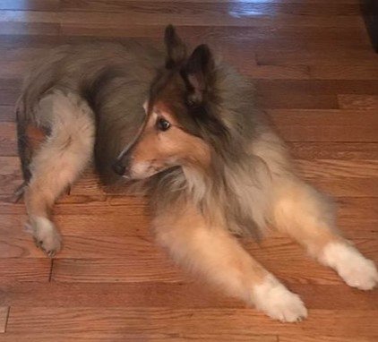 #LPDevent - Missing Dog - He is a Sheltie – very frail – 15 years old.  If seen please call Leicester Police.