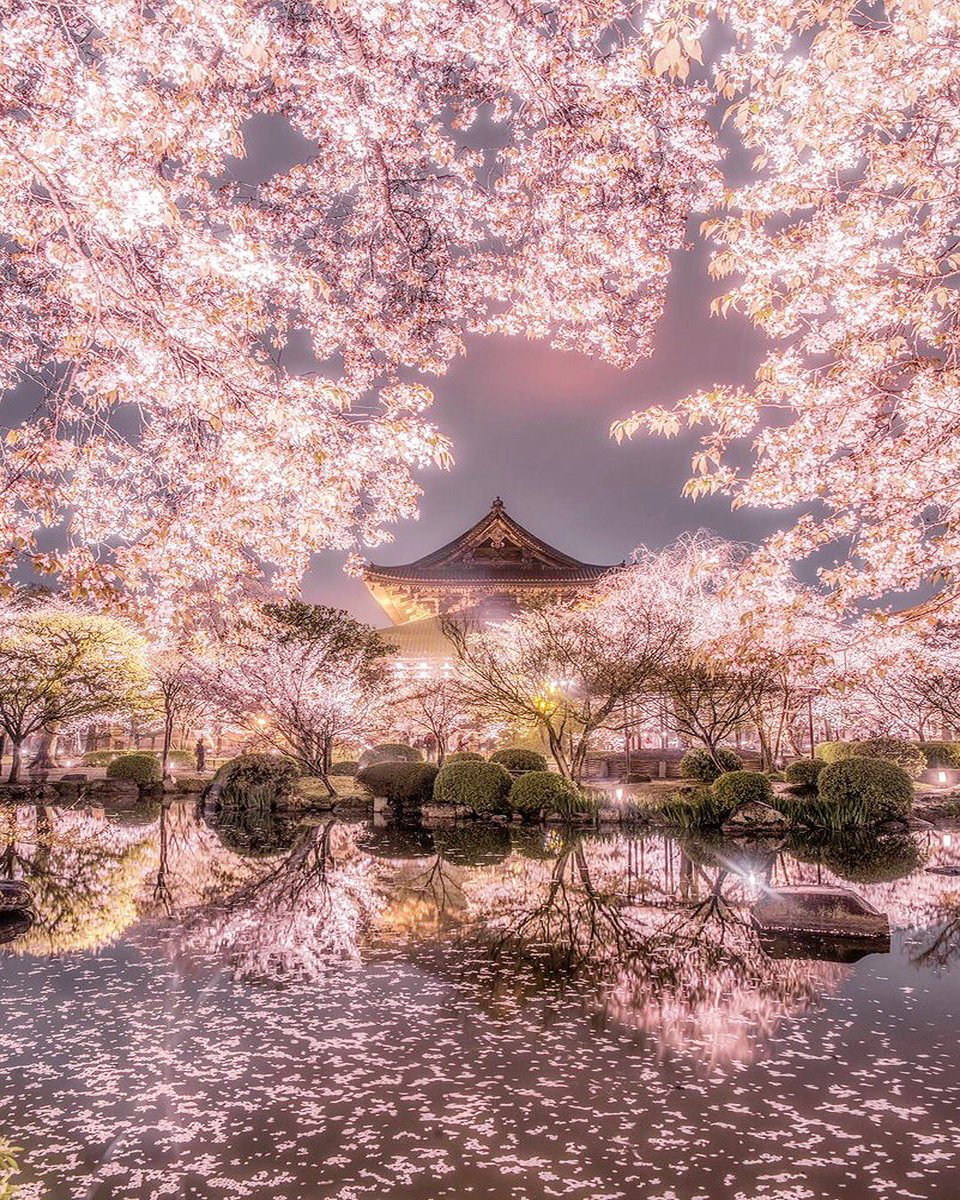 Tō-ji during a bright spring evening